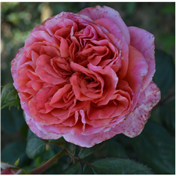 Роза Калипсо / Rose Calypso