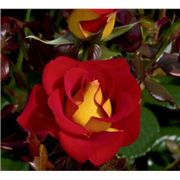 Роза Кетчуп энд Мустард / Rose Ketchup and Mustard