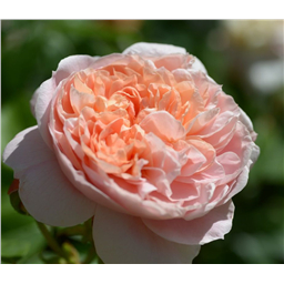 Роза Колетт / Rose Colette