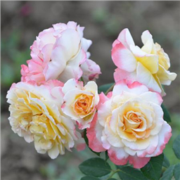 Роза Коллаж / Rose Collage