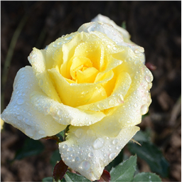 Роза Купид / Rose Cupid