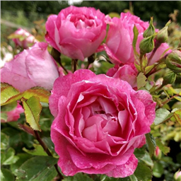 Роза Летс Селебрейт / Rose Lets Celebrate