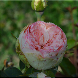 Роза Мантра / Rose Mantra