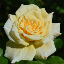 Роза Мока / Rose Moca