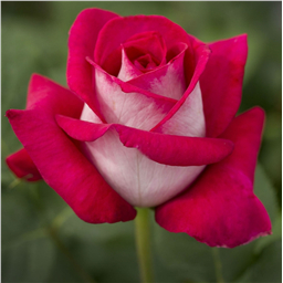 Роза Моника Беллучи / Rose Monica Belucci