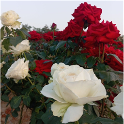 Роза на штамбе Акито & Ингрид Бергман  (ч/г.)