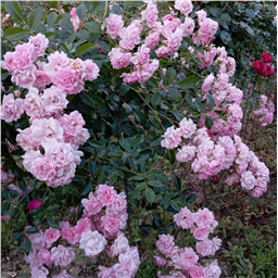 Роза на штамбе Фейри (почв.)