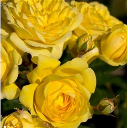 Роза на штамбе Фрезия  (флор)