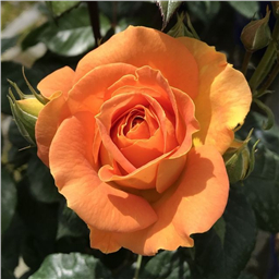 Роза на штамбе Голделз (флор)