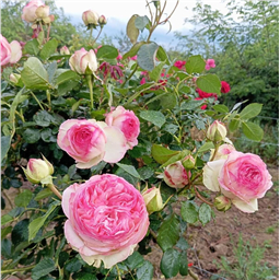 Роза на штамбе Гримпан Пьер Де Ронсар  (плет.)