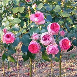 Роза на штамбе Пинк Пиано (ч/г.)