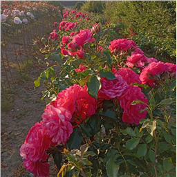 Роза на штамбе Розариум Ютерсен (плет.)