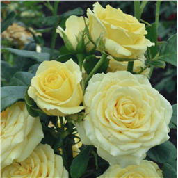 Роза на штамбе Сейко  (ч/г.)