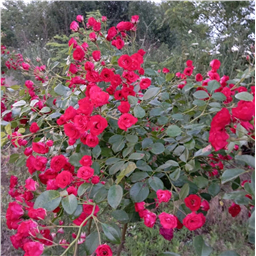 Роза на штамбе Скарлет Мейдиланд Декор  (почв.)