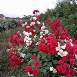 Роза на штамбе Свани & Скарлет Мейдиланд Декор  (почв.)