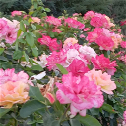 Роза на штамбе Цыгане (ч/г.)