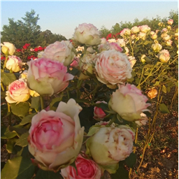 Роза на штамбе Веддинг Пиано (ч/г.)