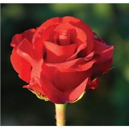 Роза Онли Лав / Rose Only Love