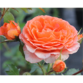 Роза Оранж Мейлав / Rose Orange Meillove