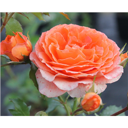 Роза Оранж Мейлав / Rose Orange Meillove