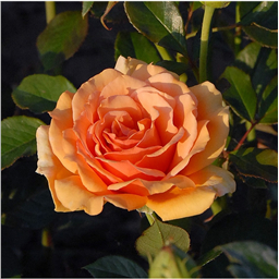 Роза Патина / Rose Patina