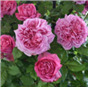 Роза Помпадур / Rose Pompadour