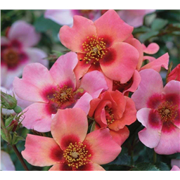 Роза Принцесса Финикийская / Rose Princess od Phoenicea