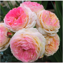 Роза Розоман Жанон / Rose Rosomane Janon