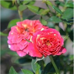 Роза Санди / Rose Sandy