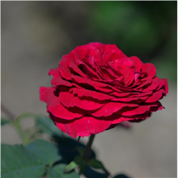 Роза Сикьюинс / Rose Sequence