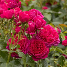 Роза Соул / Rose Soul