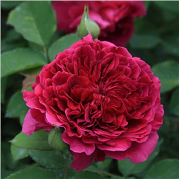 Роза Тесс оф зе Дэрбервилль / Rose Tess of the d`Urbervilles