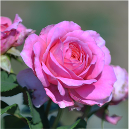 Роза Цензер / Rose Censer