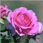 Роза Цензер / Rose Censer