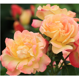 Роза Цыгане / Rose Tzigane