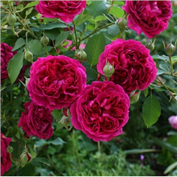 Роза Уильям Шекспир / Rose William Shakespire