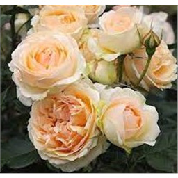 Роза Женевьев Орси / Rose Genevieve Orsi