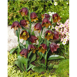 Рябчик Дэвиса