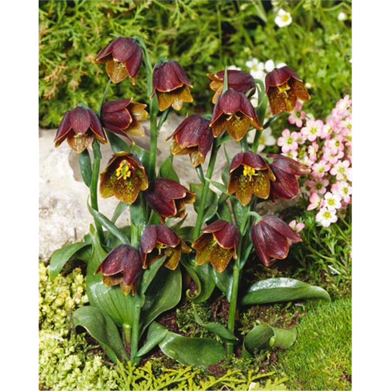 Рябчик Дэвиса