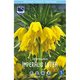 Рябчик Империалис Лютеа