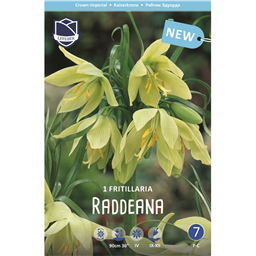 Рябчик Раддеана