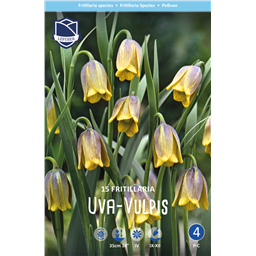 Рябчик Ува Вульпис