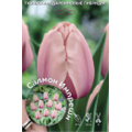 Тюльпан Дарвинов гибрид Салмон Импрешн