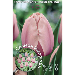 Тюльпан Дарвинов гибрид Салмон Импрешн