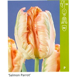 Салмон Пэррот