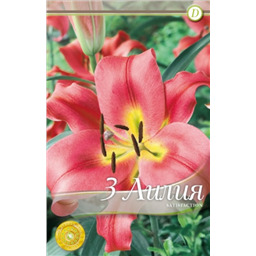 Сатисфэкшен