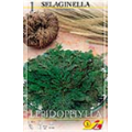 Селагинелла 