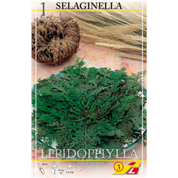 Селагинелла 
