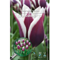 Тюльпан Триумф Шансоннетте