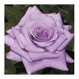 Шарль де Голь